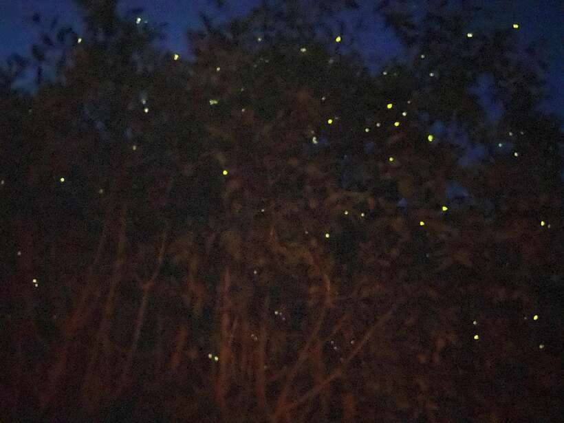 Kuala Lumpur: Kuala Selangor Fireflies and Blue Tears Tour - Key points at a glance