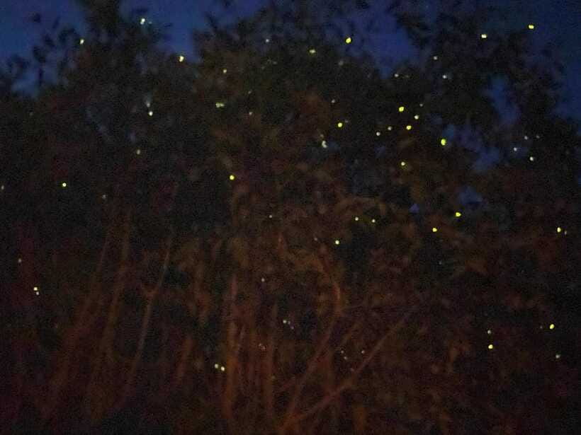 Kuala Lumpur: Kuala Selangor Fireflies and Blue Tears Tour - Comfort, timing, and who should book