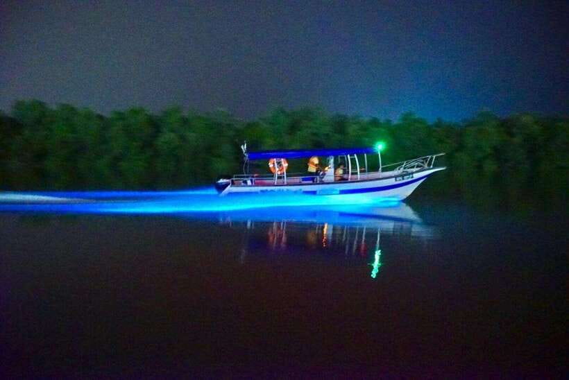 Kuala Lumpur: Kuala Selangor Fireflies and Blue Tears Tour - Why the Kuala Selangor night trip is worth your evening