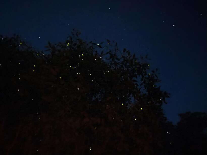 Kuala Lumpur: Kuala Selangor Fireflies and Blue Tears Tour - Kota Melawati’s fort, mausoleum, and old stories