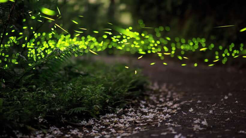 Kuala Lumpur: Kuala Selangor Firefly Tour and Dinner - Why the fireflies are worth the long evening ride
