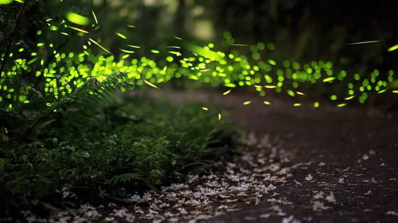 Kuala Lumpur: Kuala Selangor Firefly Tour and Dinner - The Kampung Kuantan boat ride