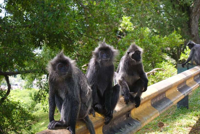 Kuala Lumpur: Kuala Selangor Firefly Tour and Dinner - What the strongest guide service adds