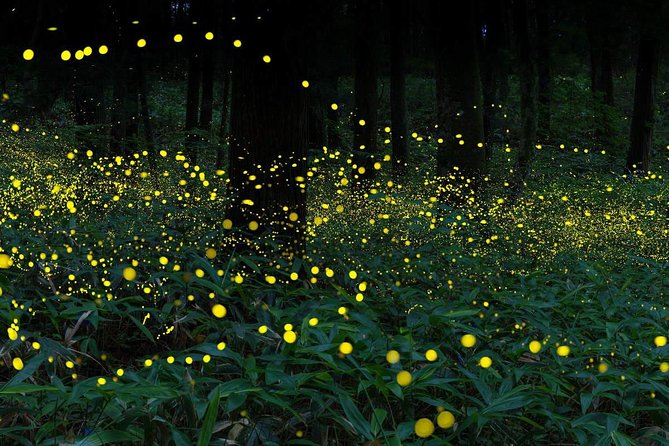Kuala Selangor Evening Fireflies Experience with Fort Altingsburg - The lighthouse above the hill