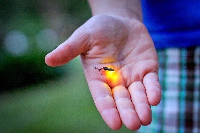 Kuala Selangor Fireflies - Batu Caves Temple- Malawati Hill DayTour With Dinner - Fireflies after sunset