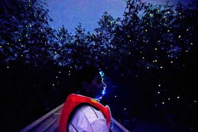 Kuala Selangor Fireflies Evening River Cruise from Kuala Lumpur - Why the Selangor River fireflies are worth the long ride