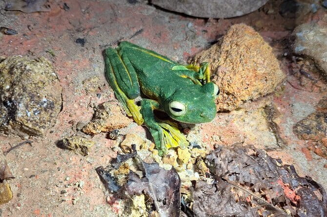 Kubah's Nocturnal Wonders Nighttime Frog Safari - Key points at a glance