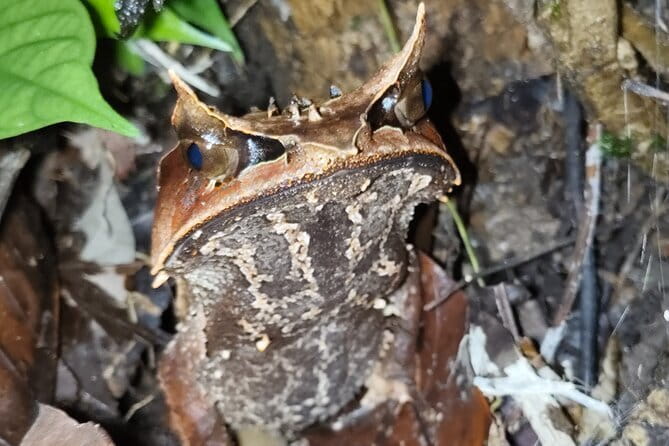 Kubah's Nocturnal Wonders Nighttime Frog Safari - The one-hour ride from Kuching