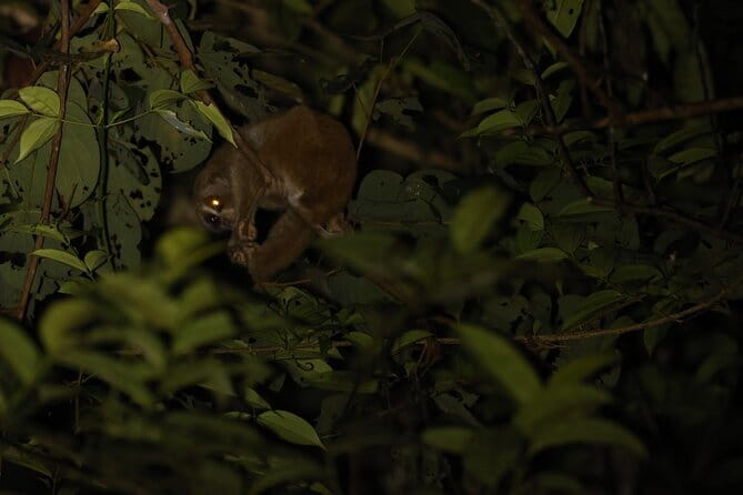 Kubah's Nocturnal Wonders Nighttime Frog Safari - Is the $75.69 price fair?
