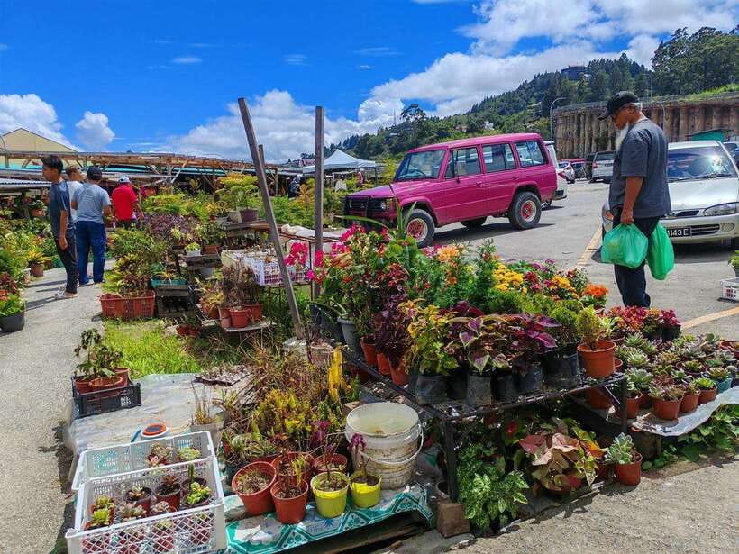 Kundasang : ATV Ride, Dairy Farm Visit & Meal Shared Tour - The long return to Kota Kinabalu