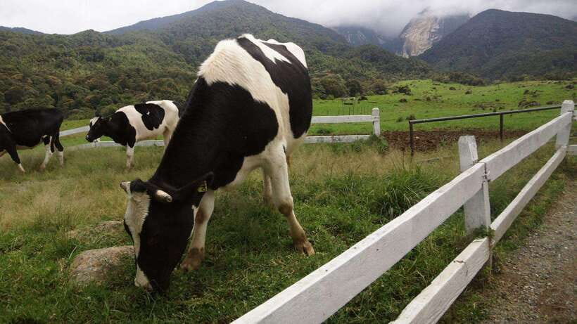 Kundasang: Day Tour with Desa Dairy Farm and Alpaca Club - Who should book this Kundasang day tour?