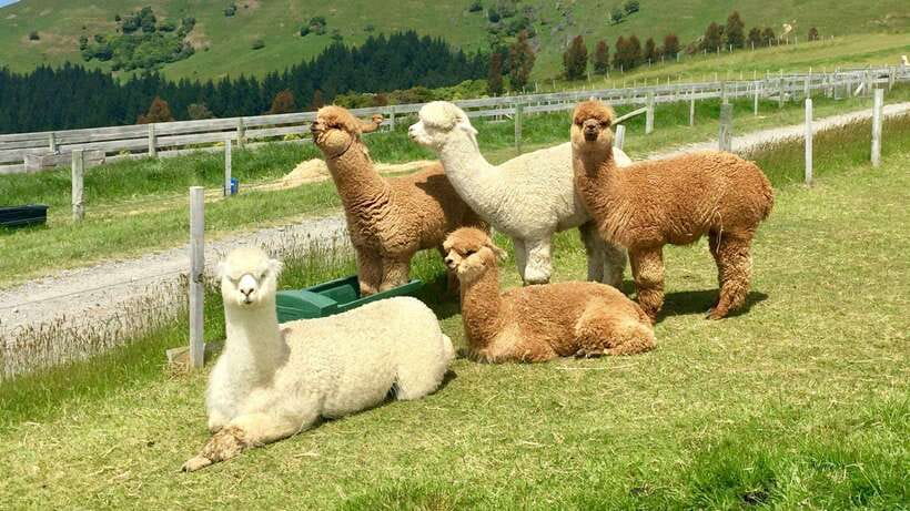 Kundasang: Day Tour with Desa Dairy Farm and Alpaca Club - Kundasang town gives you time for lunch