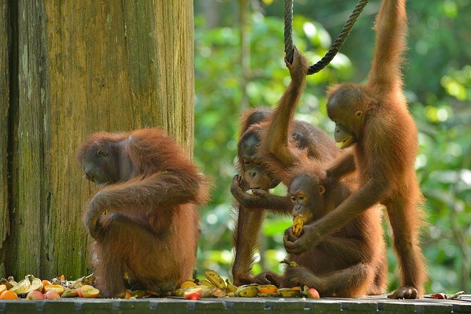 Labuk Proboscis, Sepilok, Sun Bear, Sandakan City Tour & Lunch - Why this Sandakan day works well