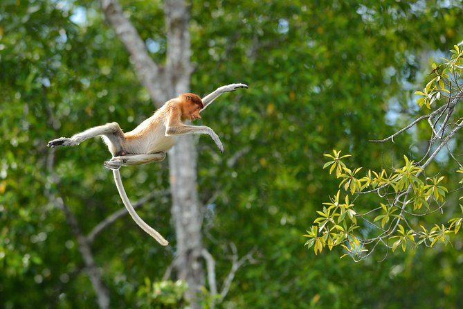 Labuk Proboscis, Sepilok, Sun Bear, Sandakan City Tour & Lunch - Transport, group size, and guide support