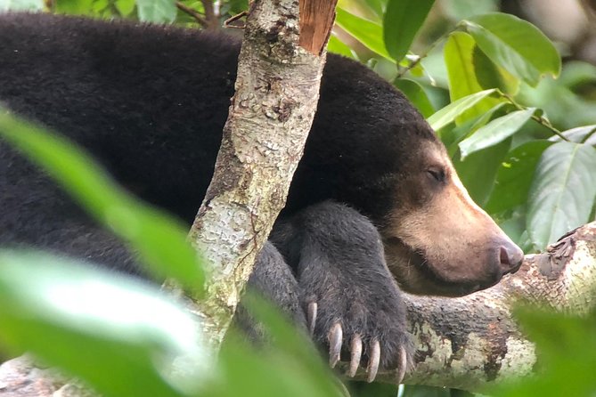 Labuk Proboscis, Sepilok, Sun Bear, Sandakan City Tour & Lunch - Sepilok: two hours with rescued orangutans