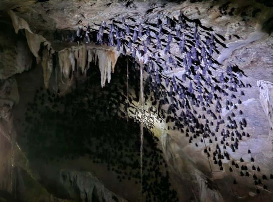 Langkawi: Boat Tour to Magic Island & Mangrove Cruise - Eagle feeding over the Andaman Sea