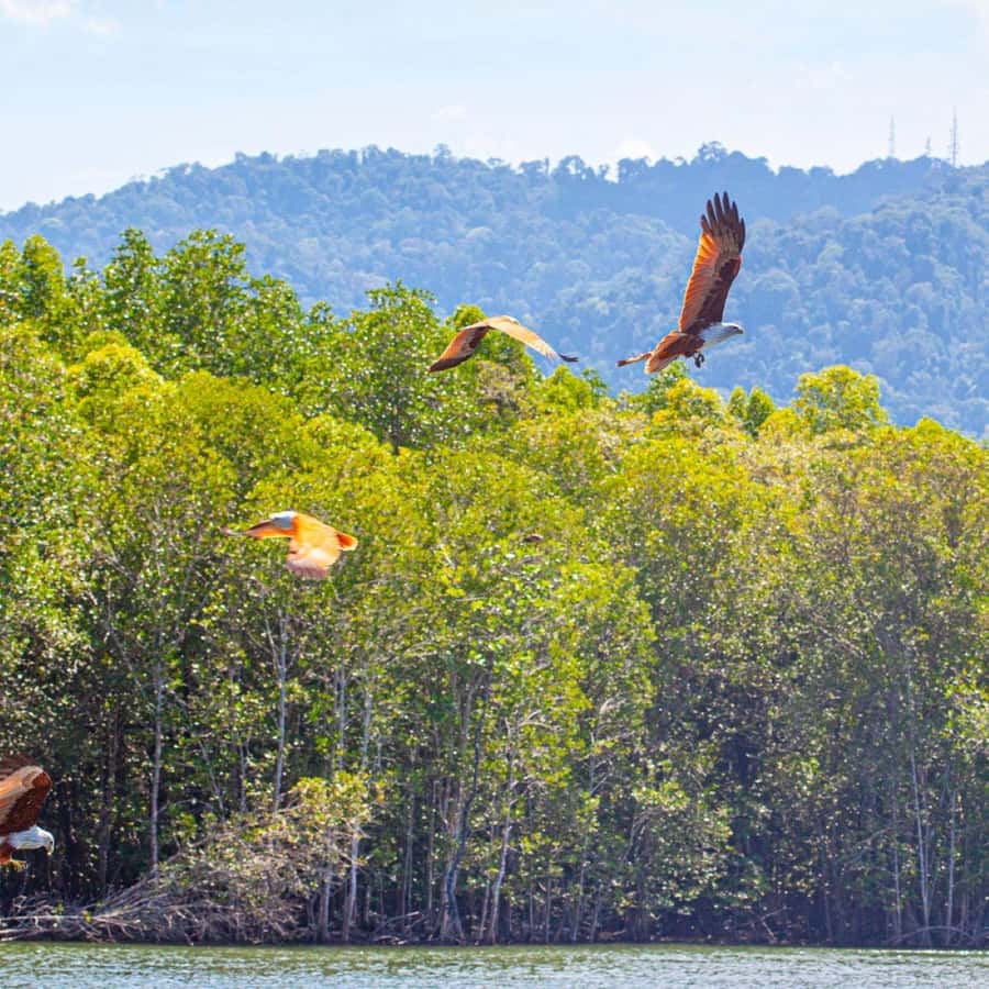 Langkawi: Boat Tour to Magic Island & Mangrove Cruise - The Kilim signboard and limestone walls