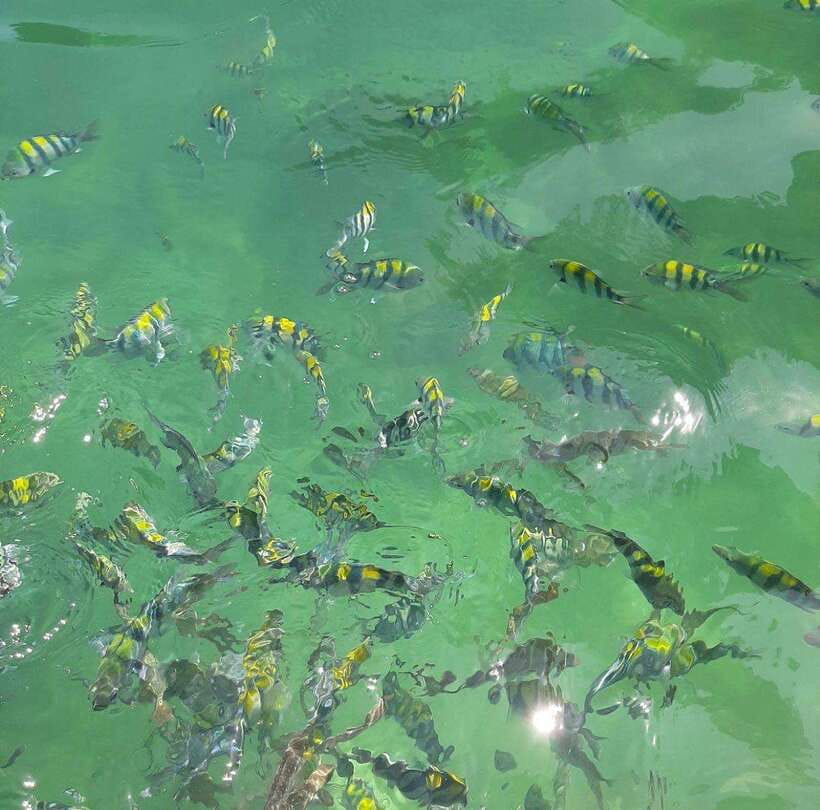 Langkawi: Dangli Island Snorkel and Swim Speedboat Tour - What the price includes, and what it does not