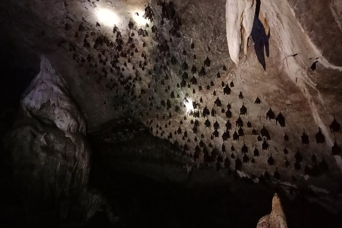 Langkawi Half Day Mangrove Tour - Sharing Basis - Bat Cave: a short stop with a separate fee
