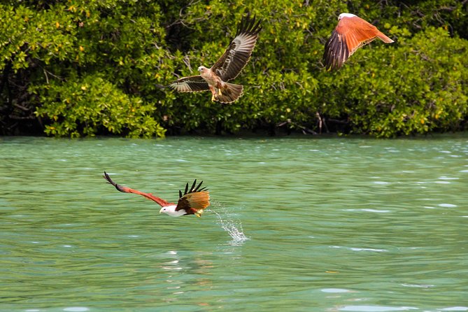 Langkawi Half Day Mangrove Tour - Sharing Basis - Mangrove channels and the Kilim river system
