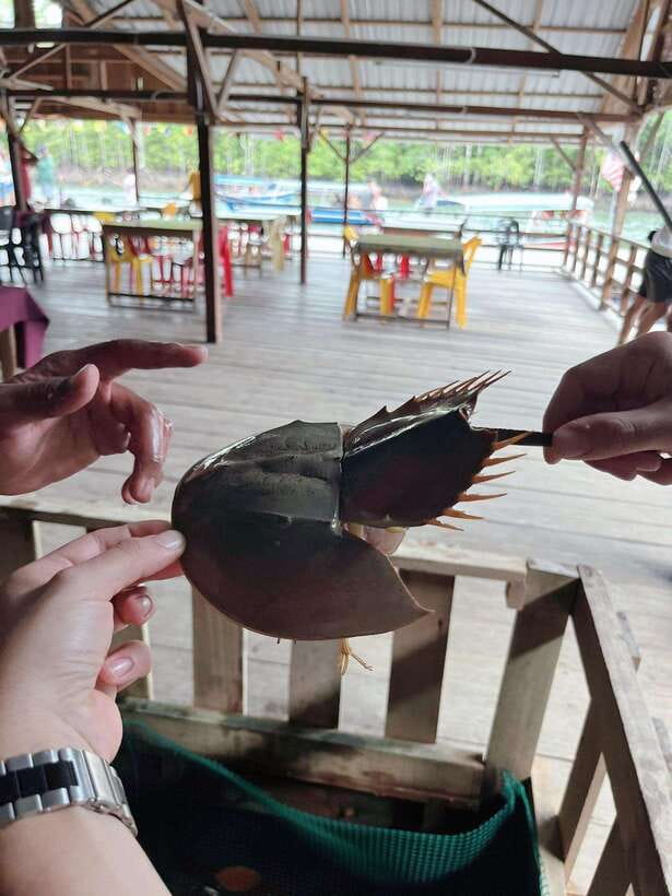Langkawi: Half-Day Private Kilim River Mangrove Boat Tour - Limestone cliffs, Crocodile Cave, and Gorilla Peak