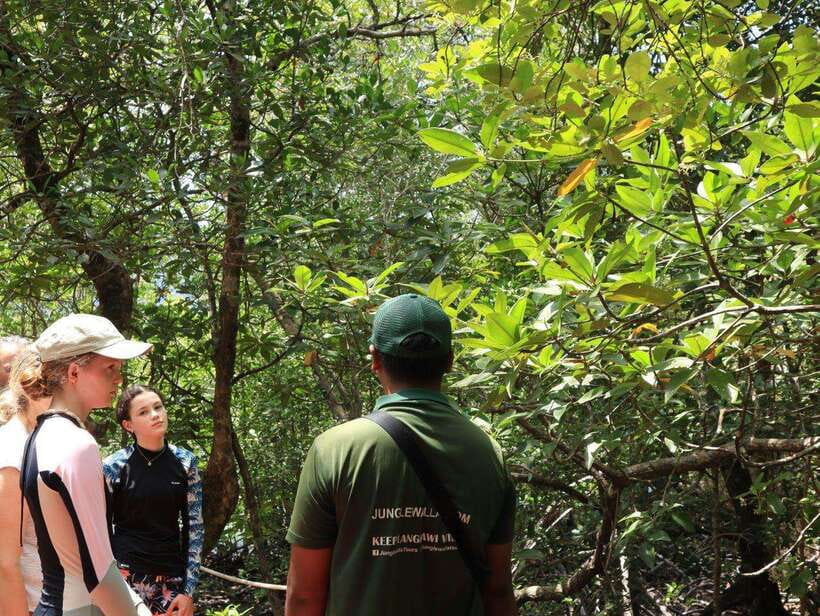 Langkawi: Kayaking Adventure and Swimming - Paddling through the Kubang Badak Mangrove Reserve