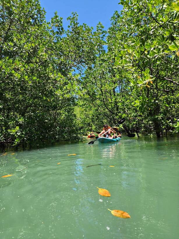 Langkawi : Kilim Geoforest Mangrove Kayak Tour with Lunch - Is the $59 price good value?