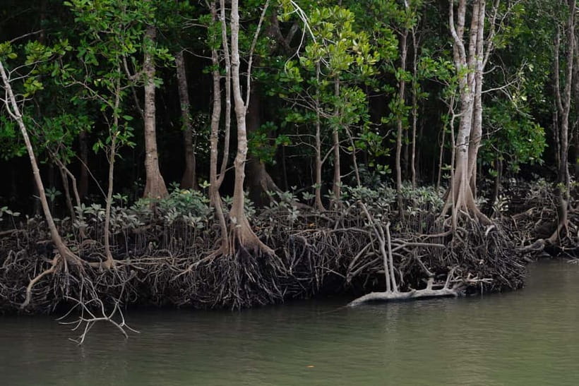Langkawi: Kilim Geopark Mangrove Tour with Eagle Watching - The mangrove river cruise