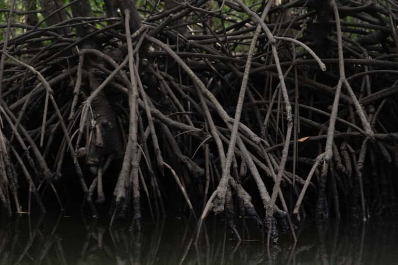 Langkawi: Kilim Geopark Mangrove Tour with Eagle Watching - Views of Kilim Geopark and Gorilla Mountain