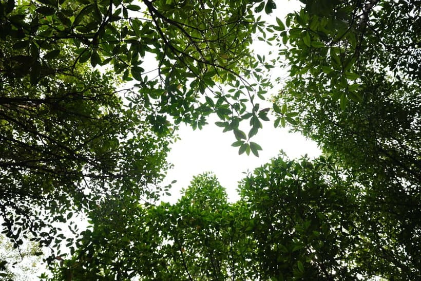 Langkawi: Kilim Geopark Mangrove Tour with Eagle Watching - How much guiding should you expect?