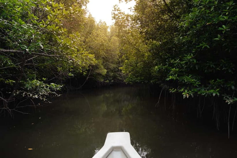 Langkawi: Kilim Geopark Mangrove Tour with Eagle Watching - Timing, crowds, and comfort