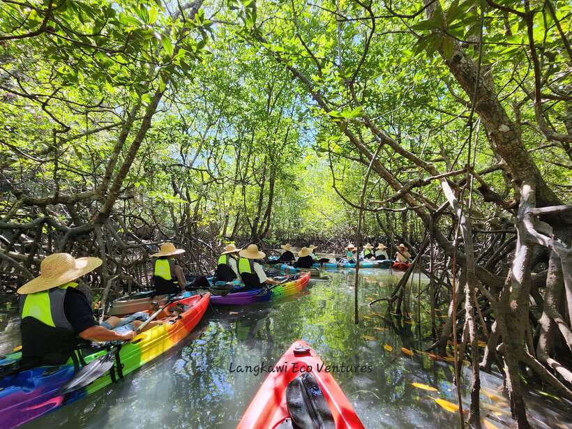 Langkawi : Kilim Mangrove Boat & Fun Kayak Tour with Lunch - Why the Kilim mangroves make a good half-day outing