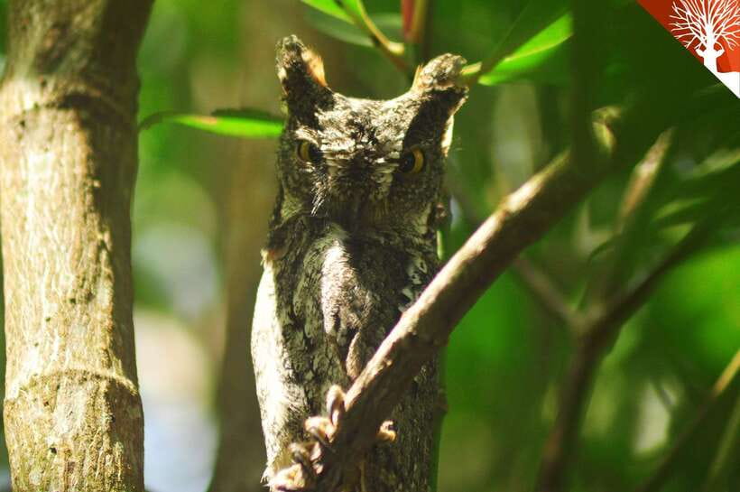 Langkawi: Kilim Mangrove Boat Tour with Lunch and Pickup - Caves, monkeys, and small creatures