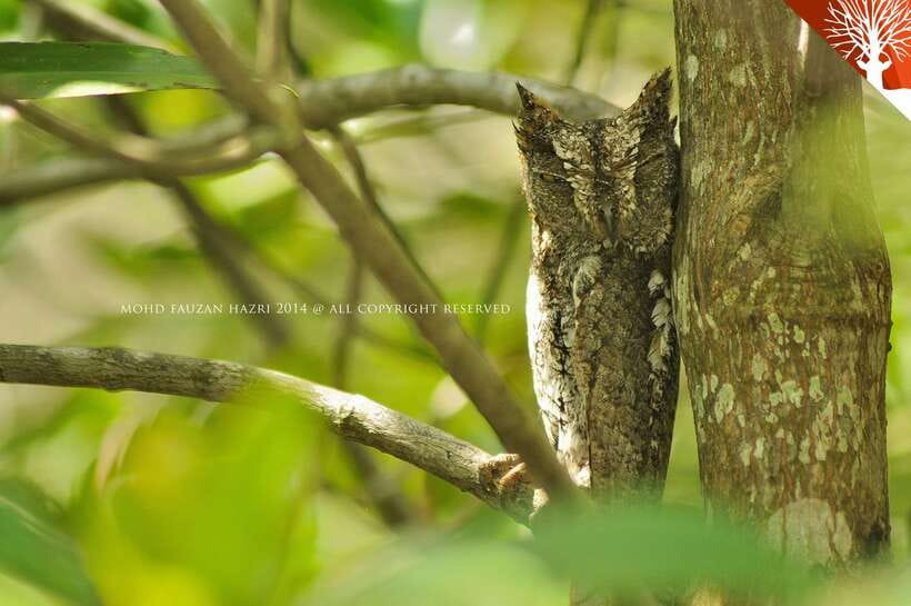 Langkawi: Kilim Mangrove Boat Tour with Lunch and Pickup - Lunch at the floating restaurant