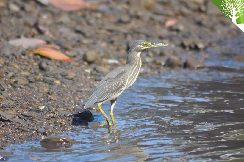 Langkawi: Kilim Mangrove Boat Tour with Lunch and Pickup - The 30-minute beach stop