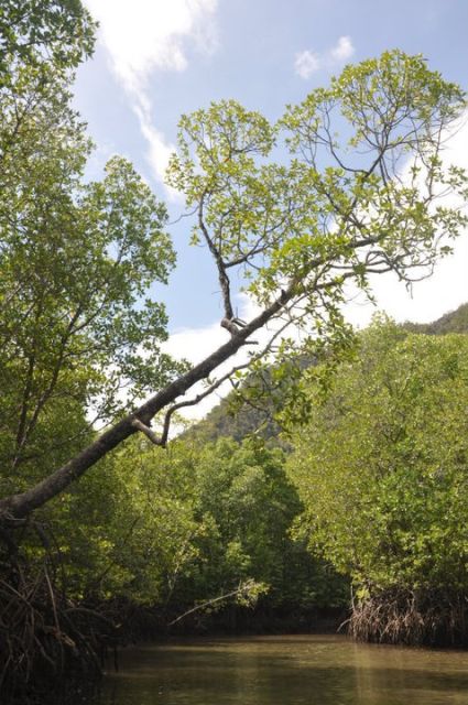 Langkawi: Kilim Mangrove Boat Tour with Lunch and Pickup - What the $47 price really covers
