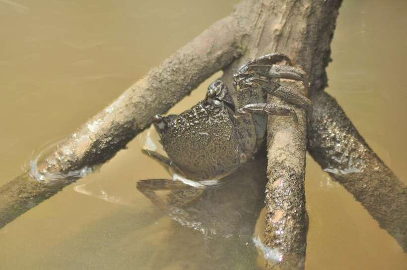 Langkawi: Kilim Mangrove Boat Tour with Lunch and Pickup - Timing, weather, and what to pack