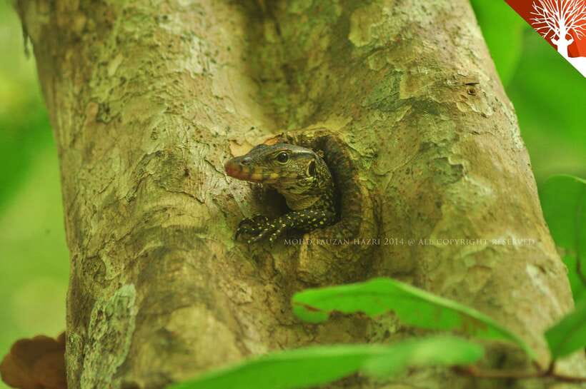Langkawi: Kilim River Mangrove Safari Kayaking Tour - Key things to know before you book