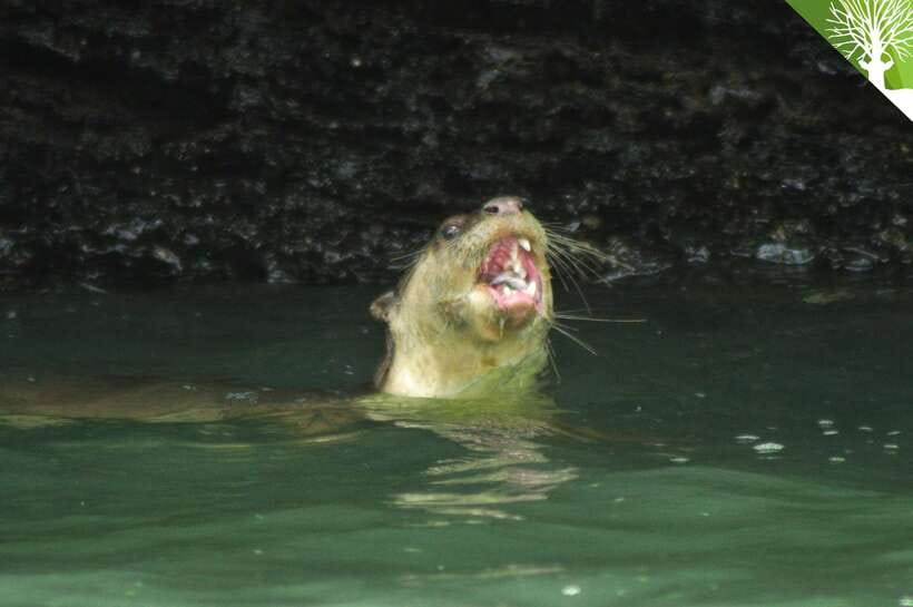 Langkawi: Kilim River Mangrove Safari Kayaking Tour - Why kayaking gives you a better look at Kilim