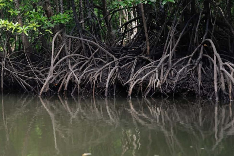 Langkawi Mangrove Group Boat Tour - A five-hour route through mangroves and limestone