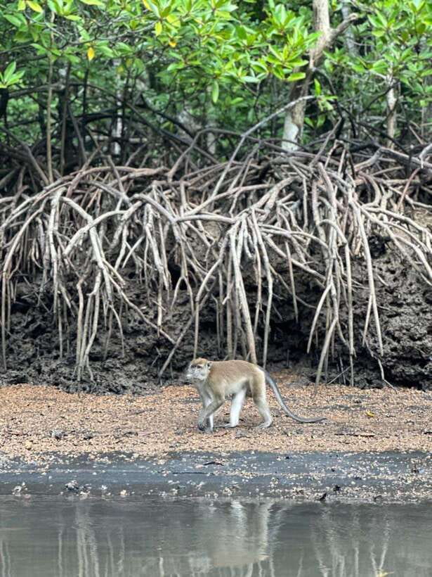 Langkawi Mangrove Monkey Package - Practical preparation for a smoother boat ride