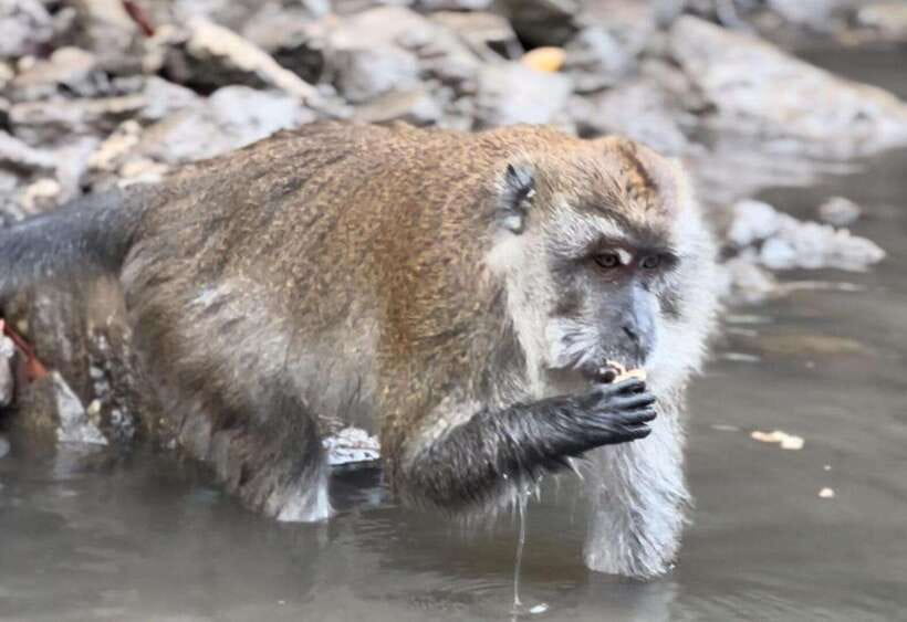 Langkawi Mangrove Monkey Package - What this $37 Langkawi tour actually offers