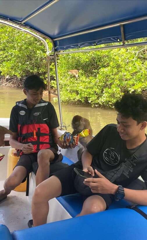 Langkawi Mangrove Monkey Package - Watching macaques swim by the mangrove banks