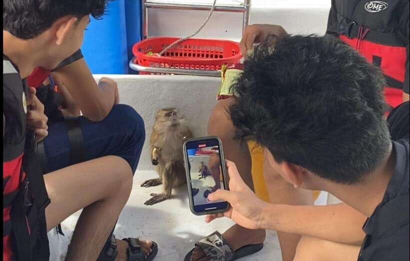 Langkawi Mangrove Monkey Package - The floating fish farm and the timing issue