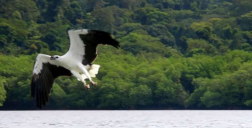 Langkawi: Mangrove Tour with Kilim Geoforest Park & Bat Cave - Starting at Kilim Geoforest Park