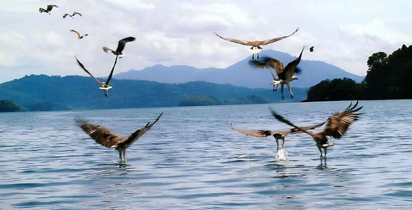 Langkawi: Mangrove Tour with Kilim Geoforest Park & Bat Cave - The floating fish farm and chicken rice lunch