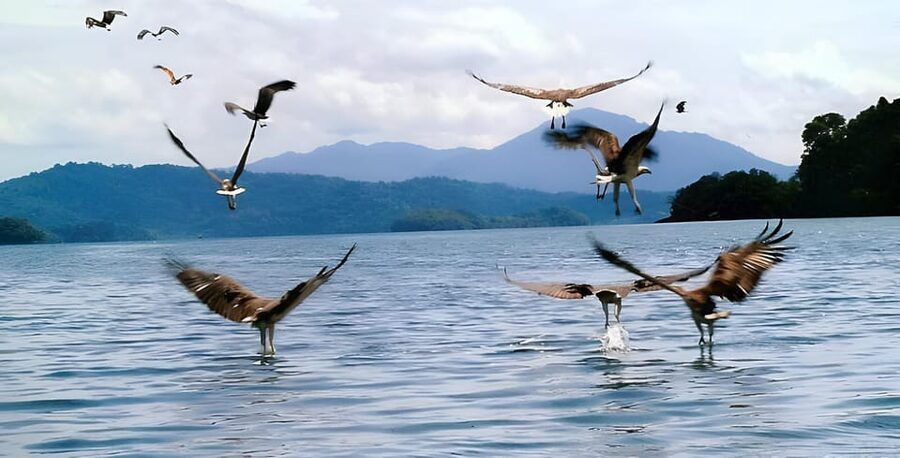 Langkawi: Mangrove Tour with Kilim Geoforest Park & Bat Cave - Open water and the Andaman Sea