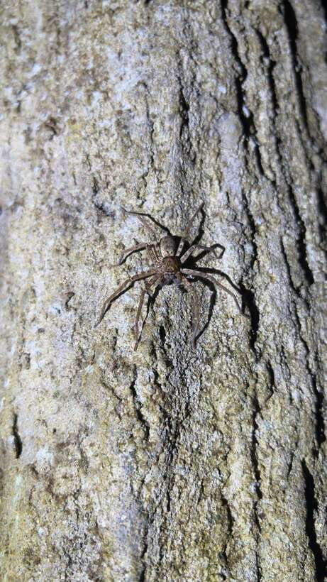 Langkawi: Nighttime Rainforest Tour with Nature Guide - Starting at the base of Gunung Raya