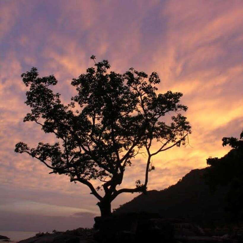 Langkawi: Nighttime Rainforest Tour with Nature Guide - Looking for monkeys, squirrels, and island birds