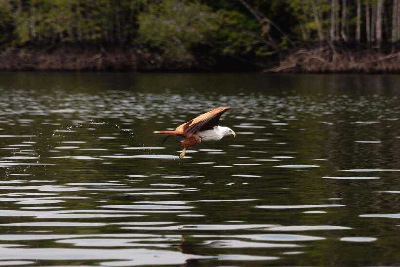 Langkawi Royal Mangrove Tour with Snorkeling Package - Why the mangrove cruise is the main event